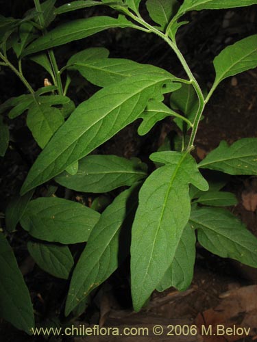 Imágen de Solanum valdiviense (Huévil / Llaguecillo). Haga un clic para aumentar parte de imágen.